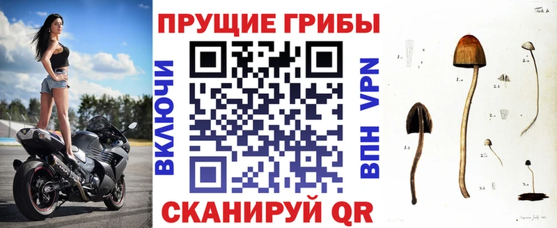 даркнет наркотические препараты  наркотики  Ужур  Псилоцибиновые грибы мицелий 